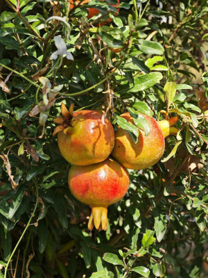 ЛЮБИТЬ – ЗНАЧИТ БЕРЕЧЬ